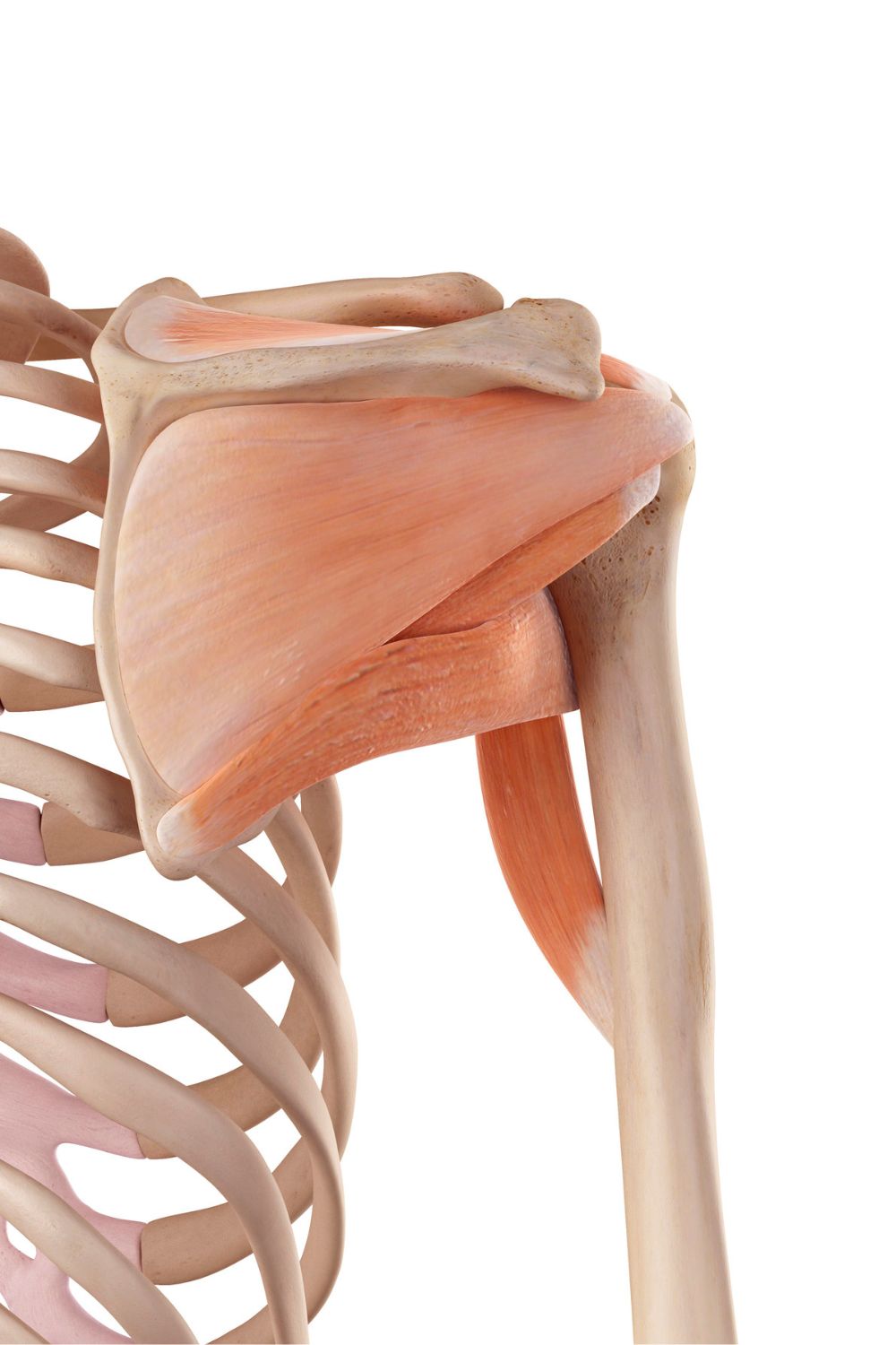 Musculoskeletal physio